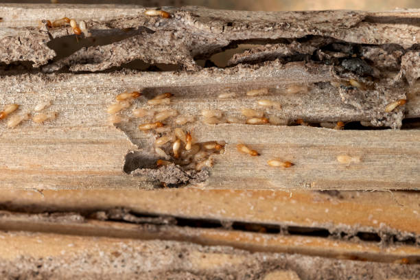 Best Bed Bug Extermination  in Vian, OK