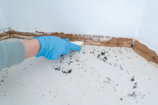 Best Pest Prevention Services  in Vian, OK